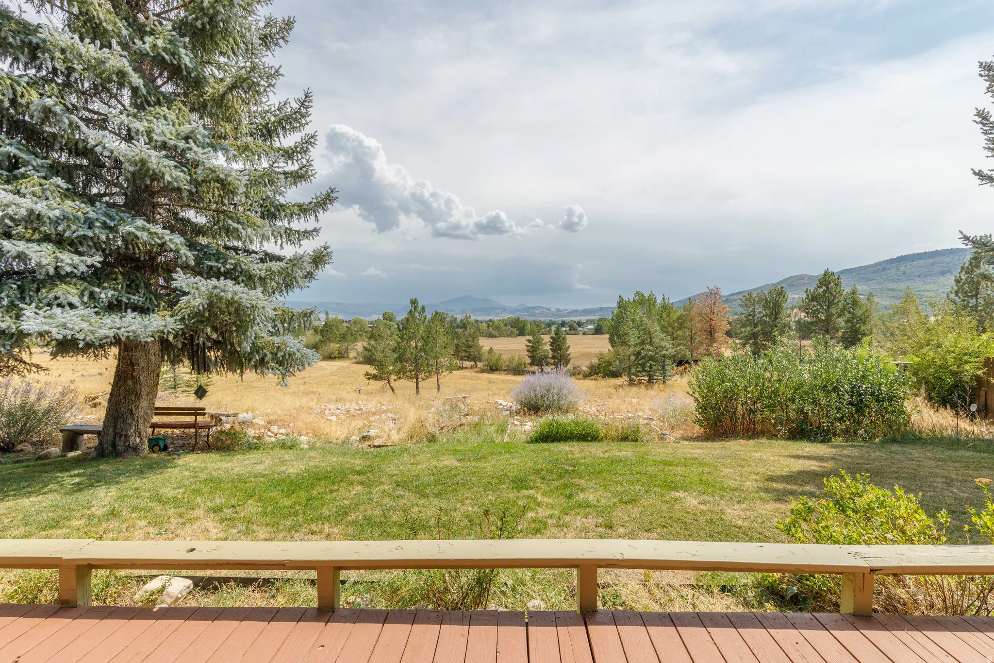 Expansive backyard with a manicured lawn, mature evergreen tree, and wood deck