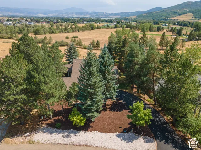 Asphalt driveway leading to a residence, surrounded by mature evergreen trees and landscaping featuring decorative bark mulch