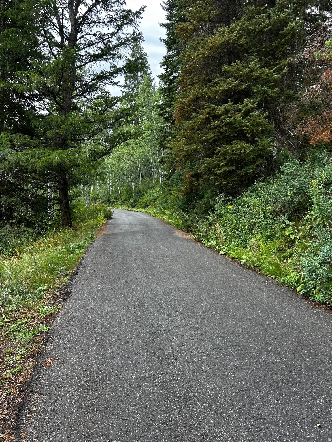 Asphalt road bordered by dense evergreen and deciduous trees, with natural ground cover