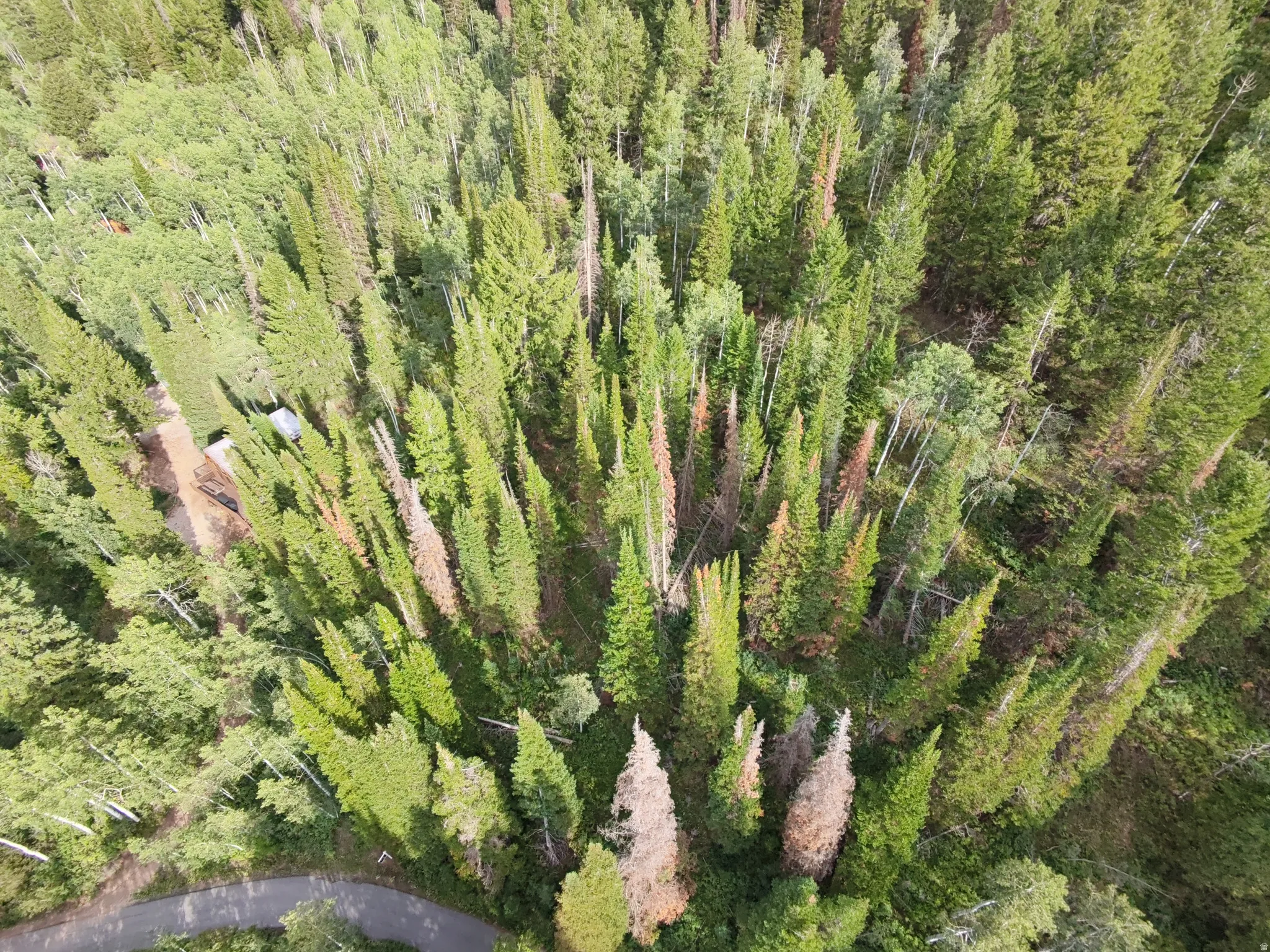 Extensive wooded acreage with mature trees