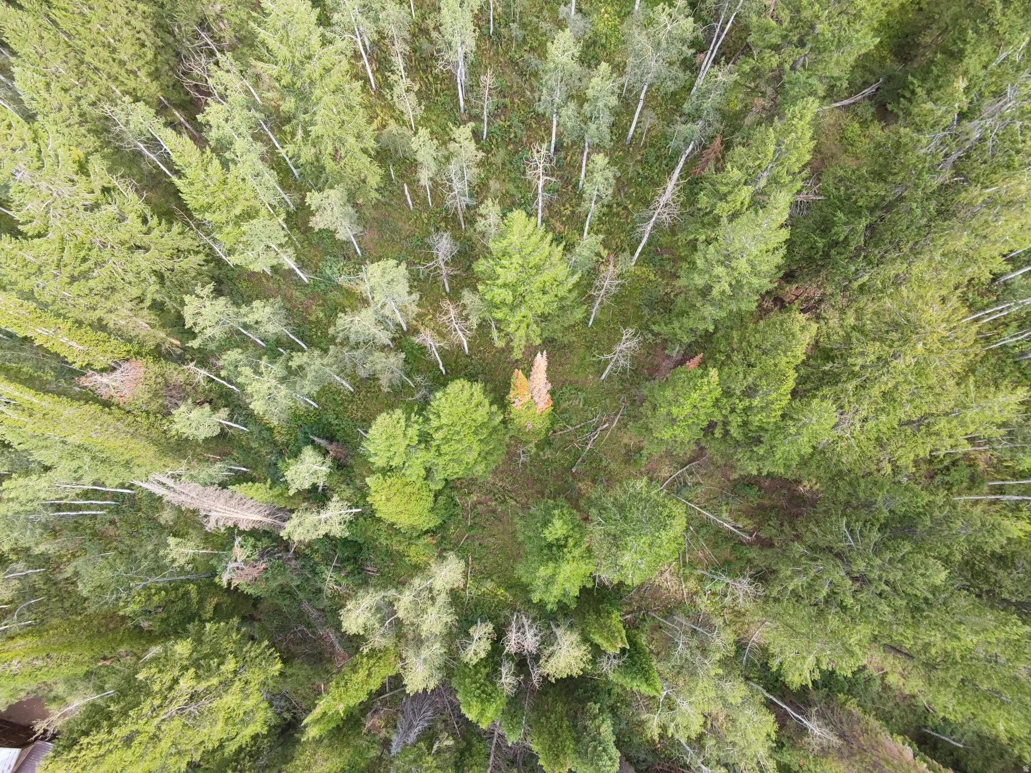 Dense forest canopy with varied tree types