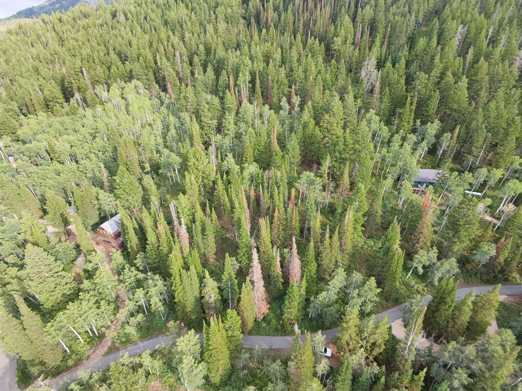 Expansive wooded terrain with mature evergreen and deciduous trees