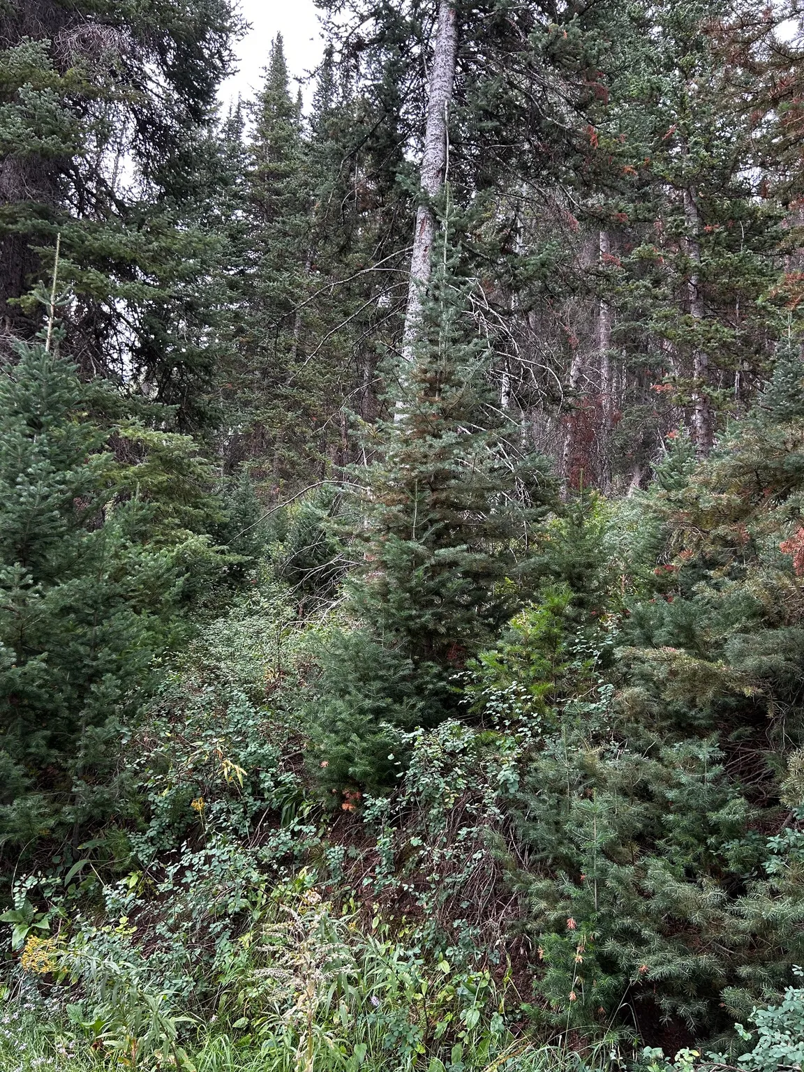 Hard to find wooded lots like this.