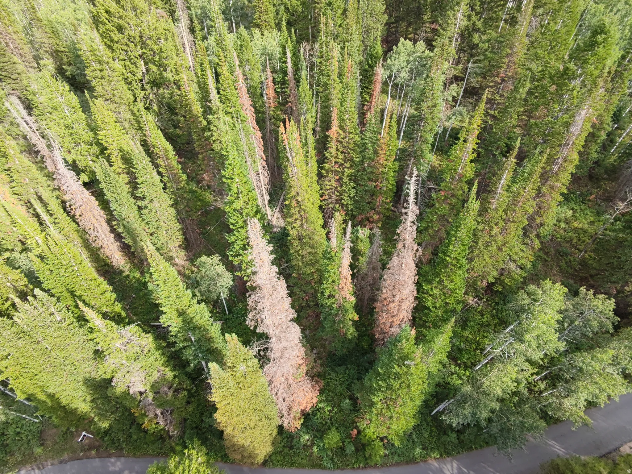Mature tree coverage with mixed evergreen and deciduous species
