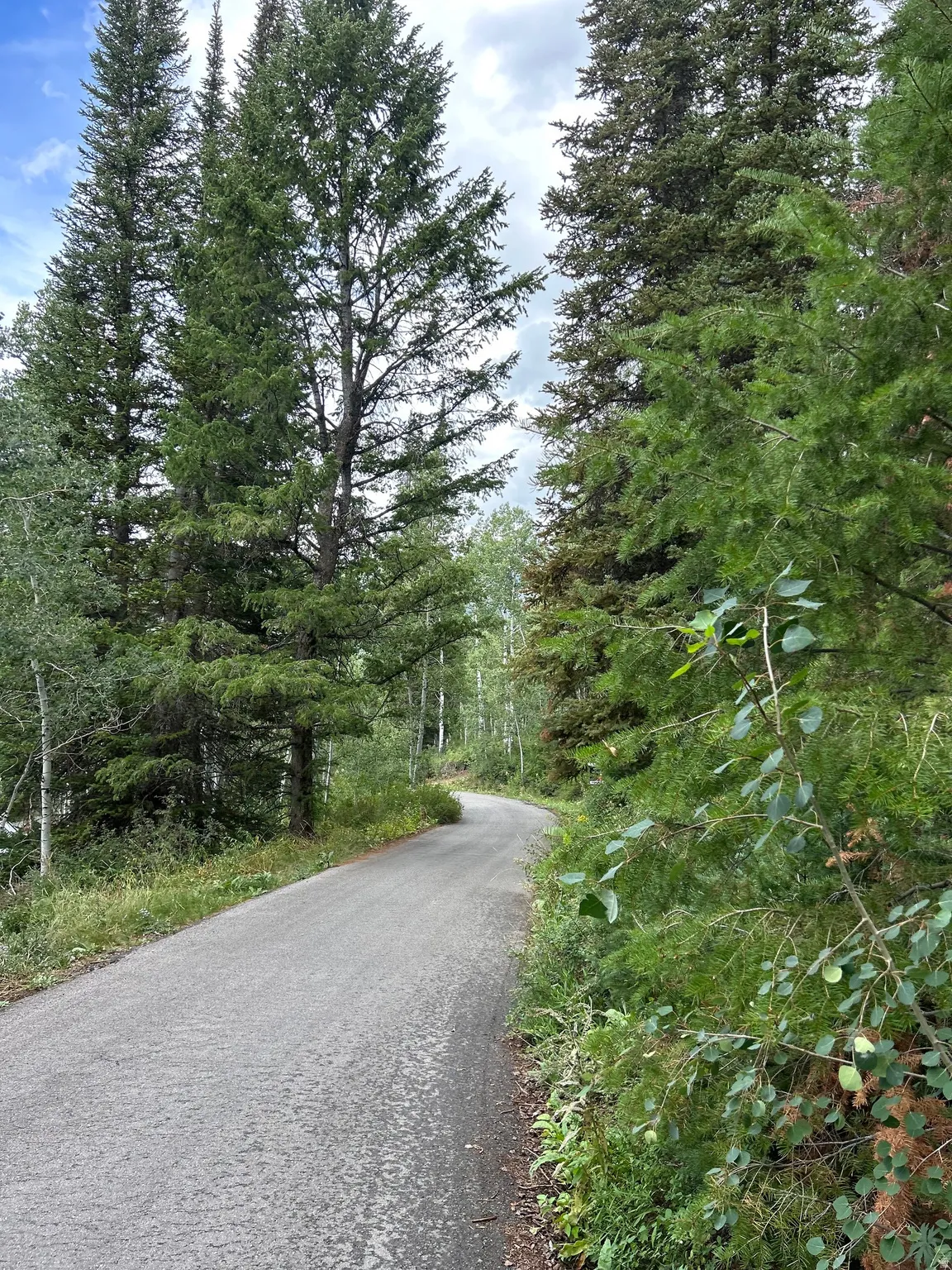 Paved road bordered by abundant natural foliage and mature evergreen trees