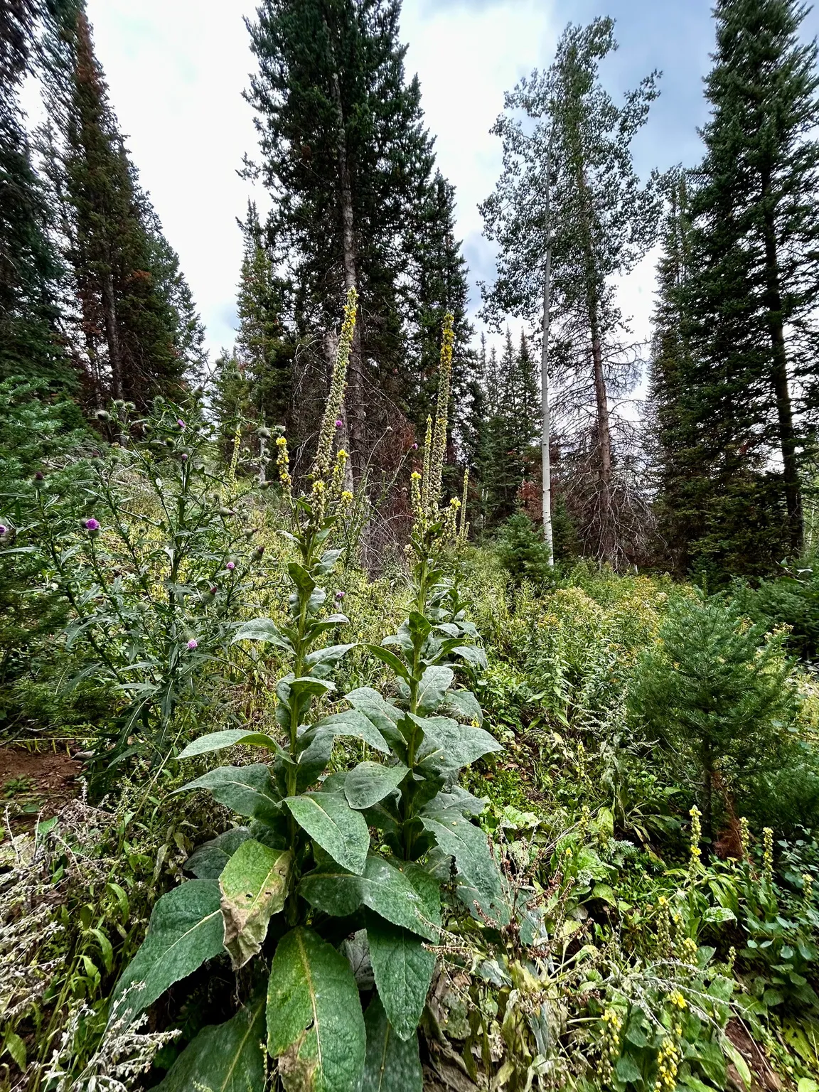 wildflowers on property