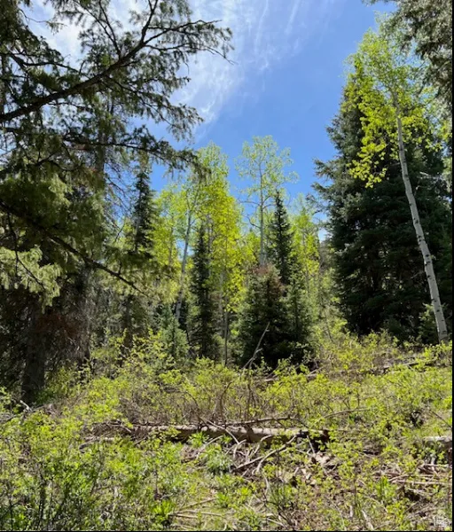 Dense natural landscaping with mature evergreen trees and vibrant deciduous foliage