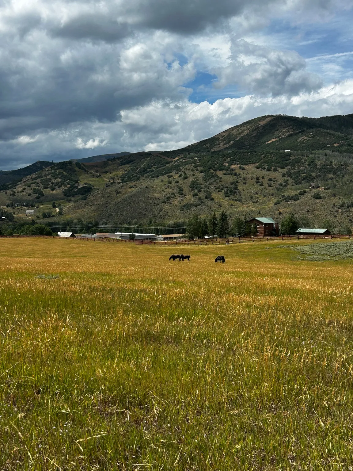 Expansive meadow with natural grasses and distant mountain backdrops. Common area pasture for horses in the Summer.