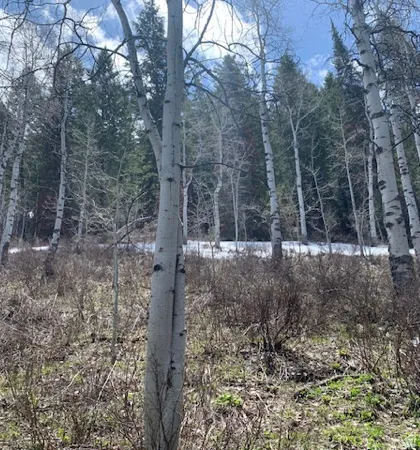 Wooded landscape with mature deciduous and evergreen trees, featuring a natural ground cover and distant snow patches