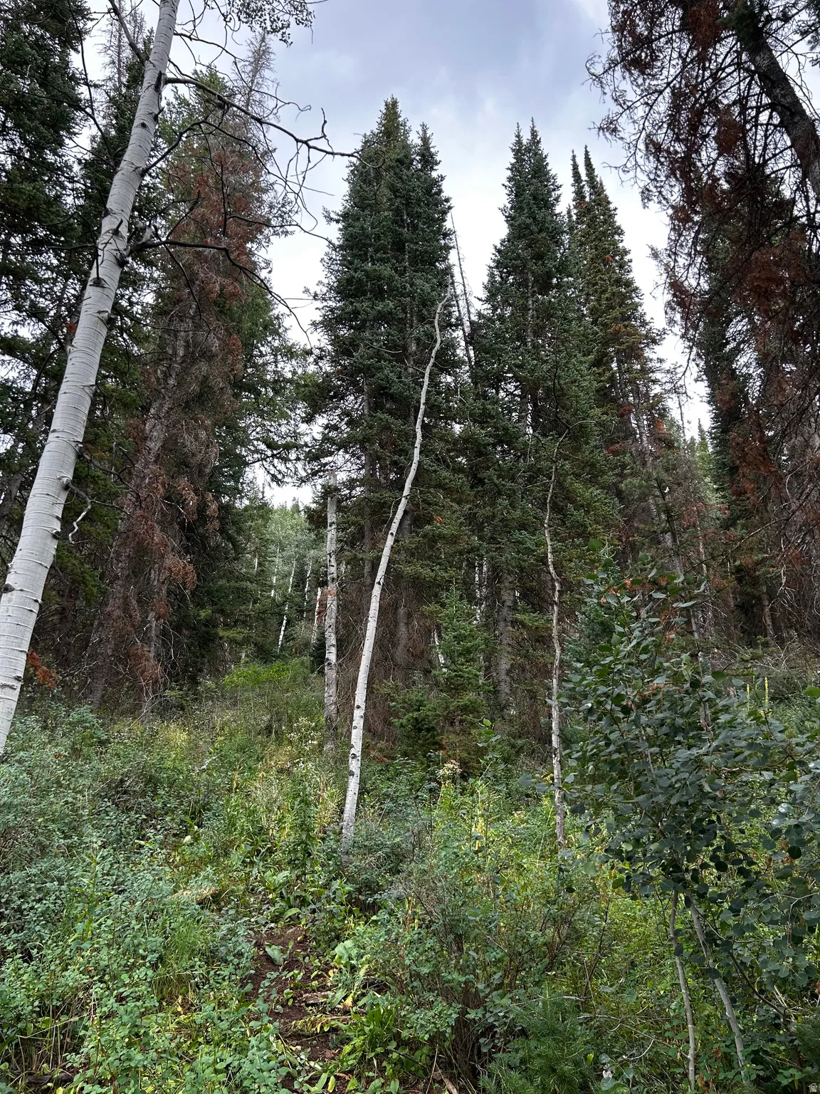 Pines and Aspens cover the property