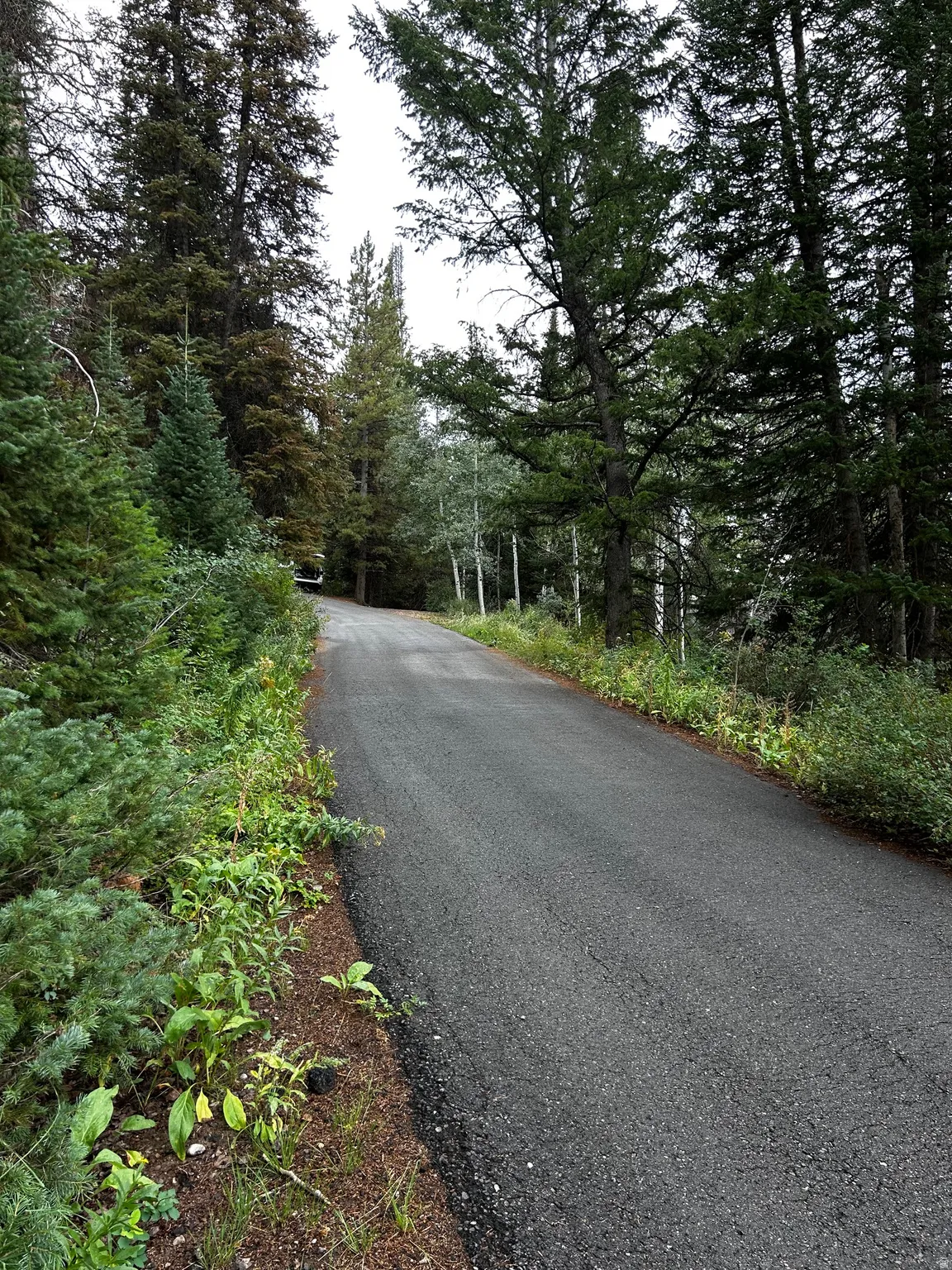 Paved road in front of property...bordered by mature evergreen trees