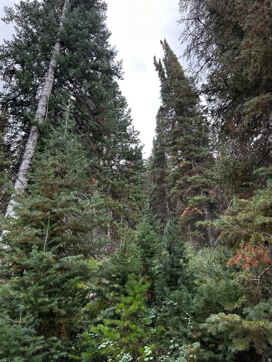 Mature evergreen trees with varied foliage