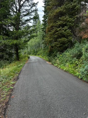 Asphalt road bordered by dense evergreen and deciduous trees, with natural ground cover