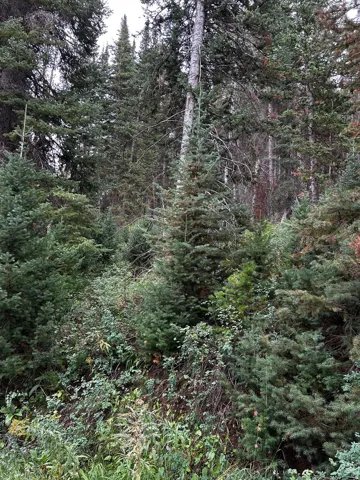 Hard to find wooded lots like this.