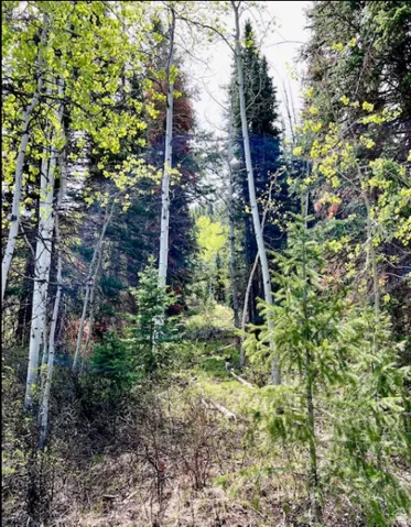 Wooded uphill lot