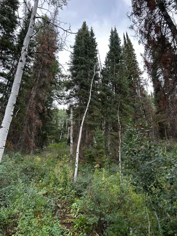 Pines and Aspens cover the property