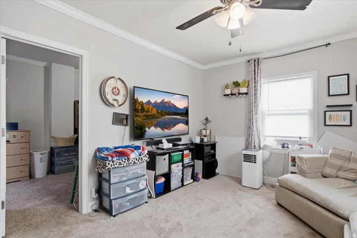 Plush carpet flooring, crown molding, ceiling fan, and a light-filtering window