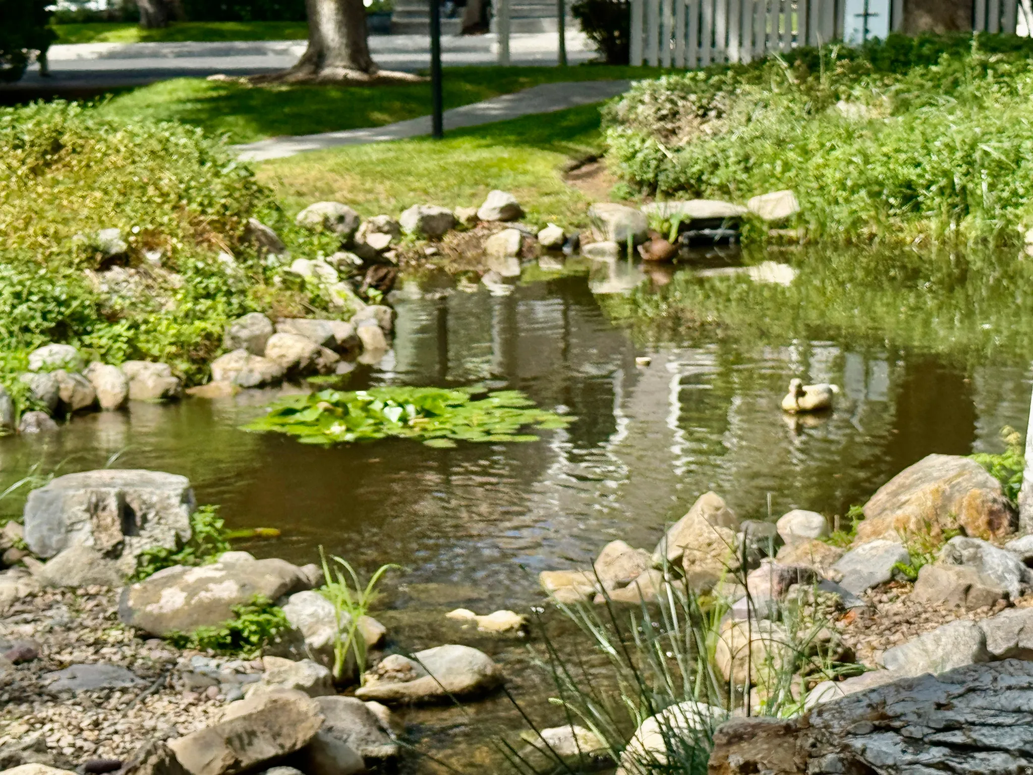 Water feature with natural rock edging, aquatic vegetation, and surrounding greenery