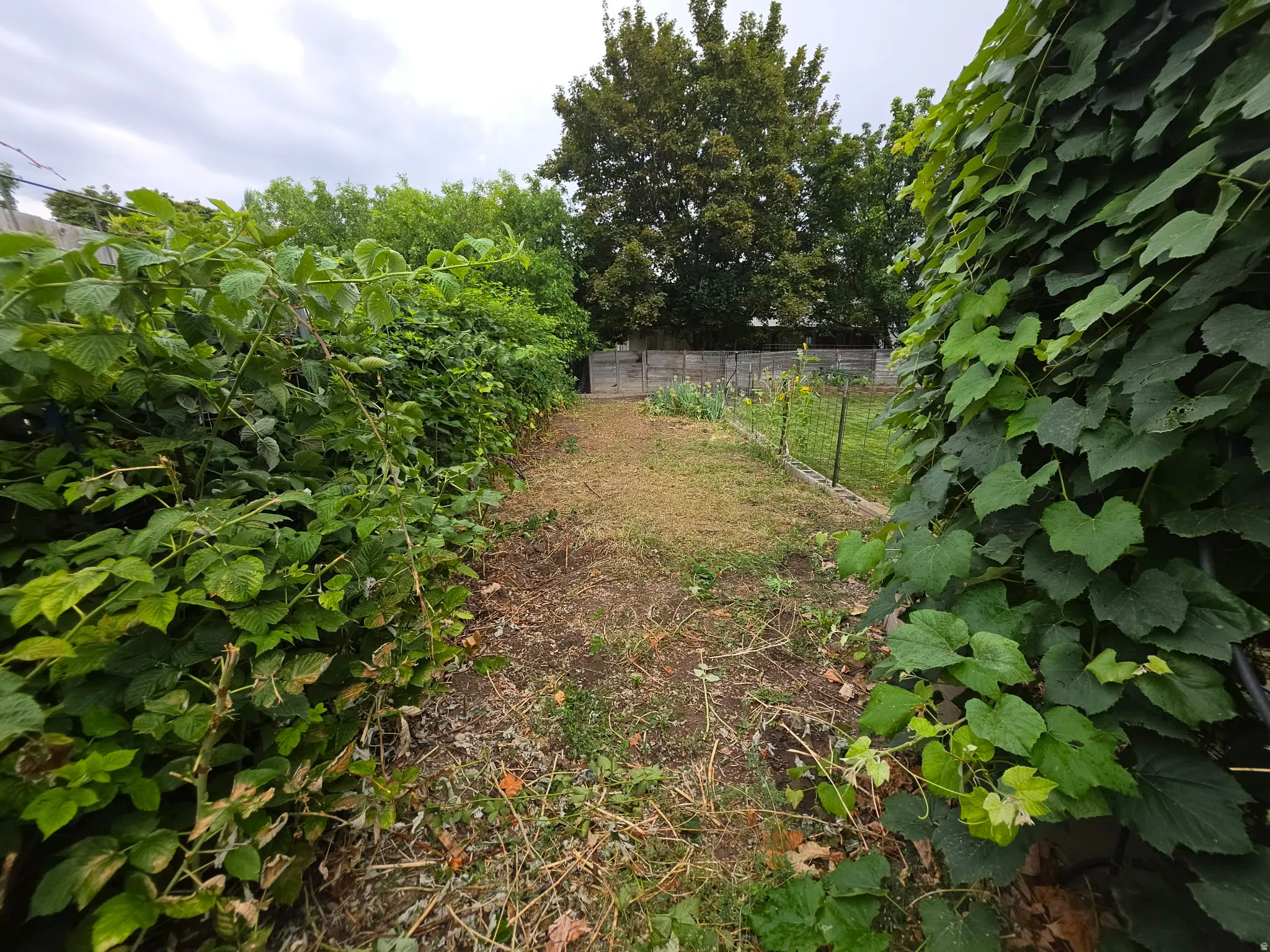 Established plantings and lush foliage border an open green space