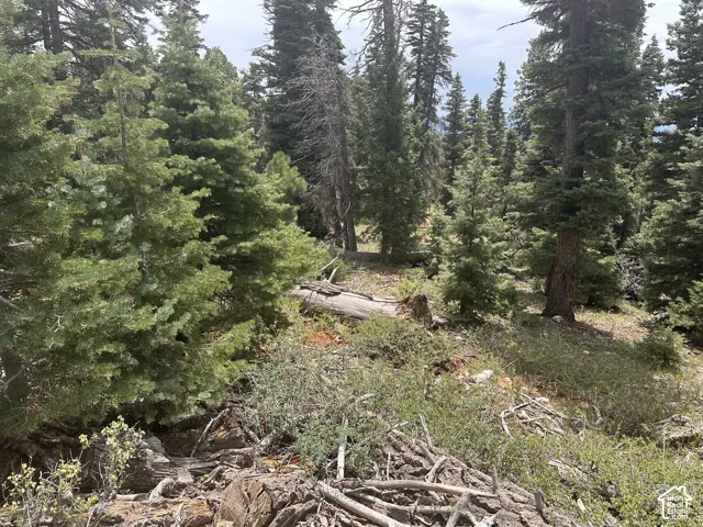 Dense evergreen forest with varied tree heights and natural ground cover