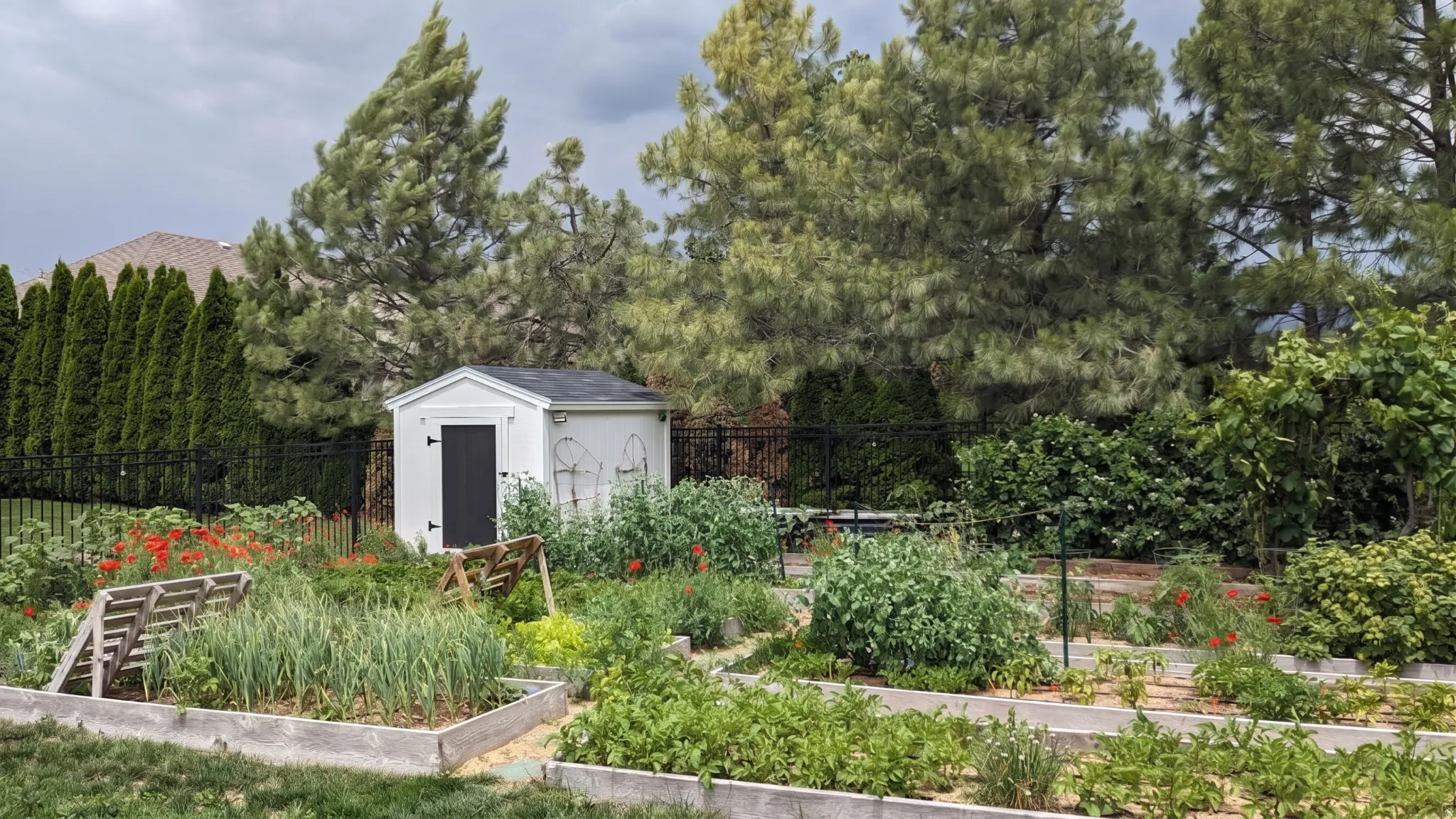 Garden boxes filled with veggies!