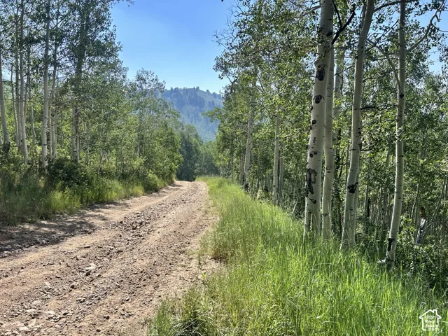 Rustic dirt road bordered by mature aspen trees and lush green undergrowth