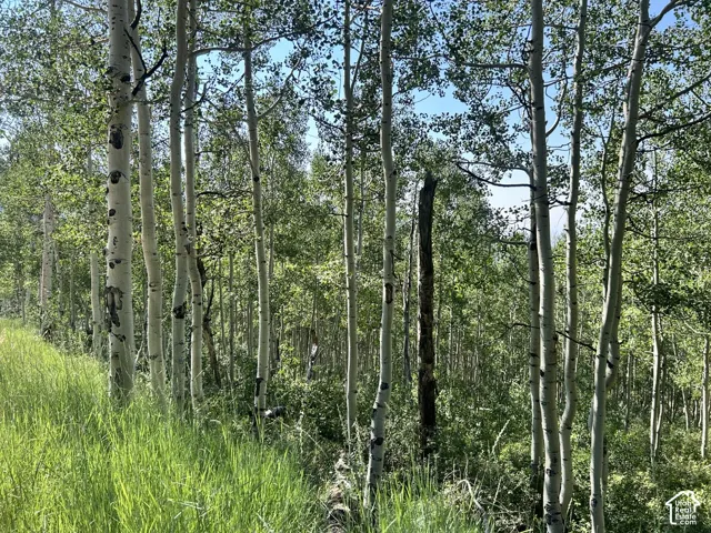 Mature aspen trees with bright green foliage