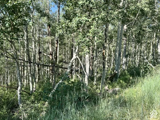 Dense natural landscaping featuring numerous aspen trees and varied undergrowth