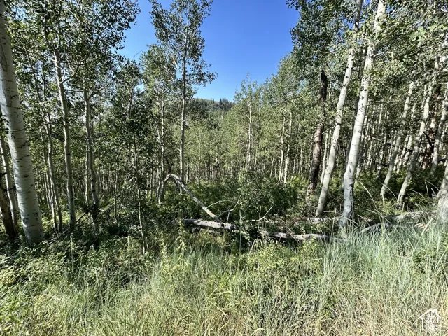 Lush natural landscape featuring dense aspen trees and varied undergrowth