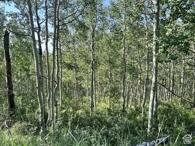 Expansive natural landscape featuring a dense forest of mature aspen trees