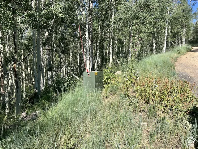 Mature deciduous trees line a natural, sloped landscape with a dirt path