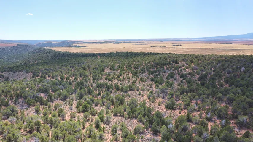 Expansive land featuring diverse tree cover, natural ground cover, and distant open terrain under a clear sky