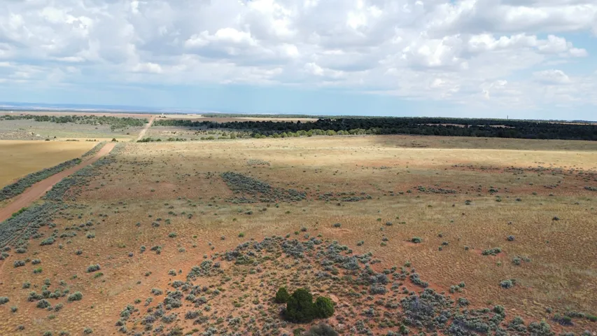 Expansive undeveloped land with natural vegetation, distant treeline, and visible dirt road