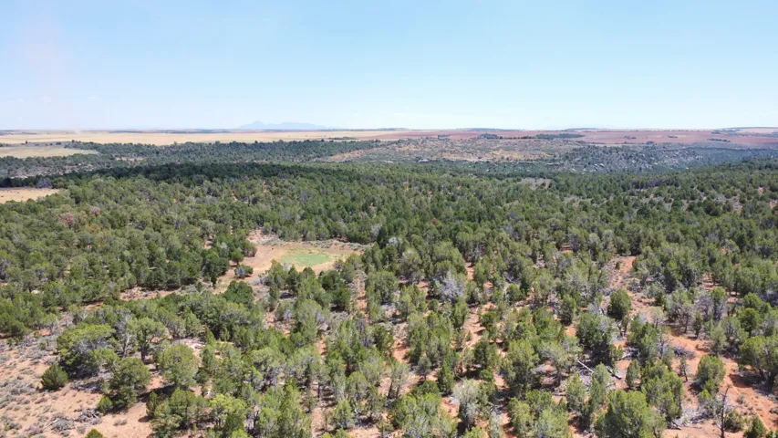Expansive land parcel featuring dense evergreen trees and arid vegetation