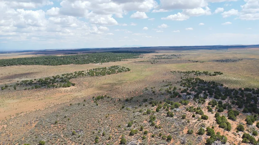 Expansive open land featuring diverse natural vegetation and distant tree lines under a vast sky