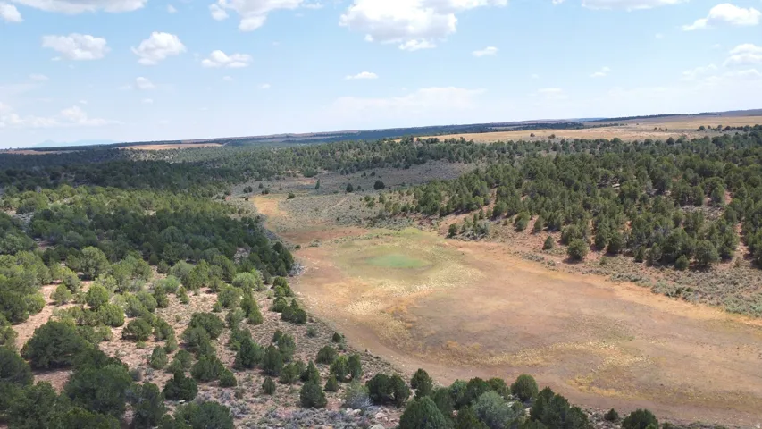 Expansive land parcel featuring dense evergreen trees and open terrain under a wide sky