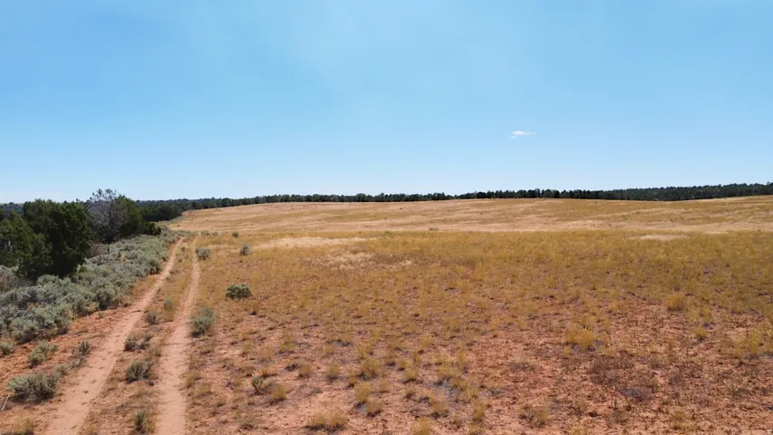 Expansive open field with natural vegetation, bordered by a dirt path and mature trees