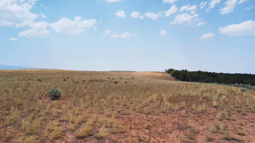 Expansive open land with natural ground cover and a distant tree line