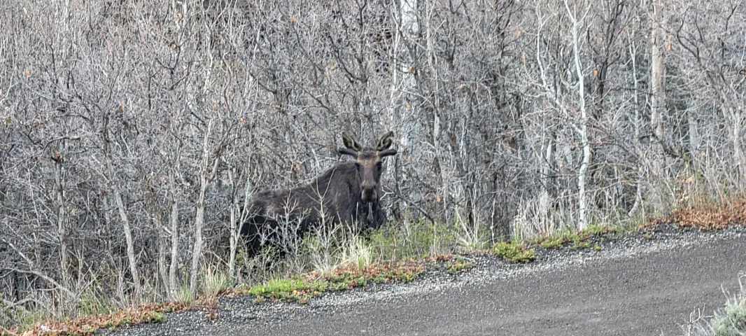 Wildlife in Timber Lakes