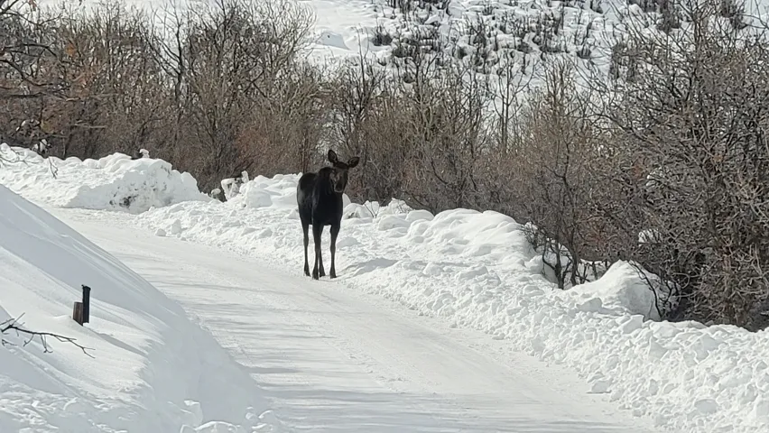 Wildlife in Timber Lakes