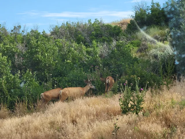 Wildlife in Timber Lakes