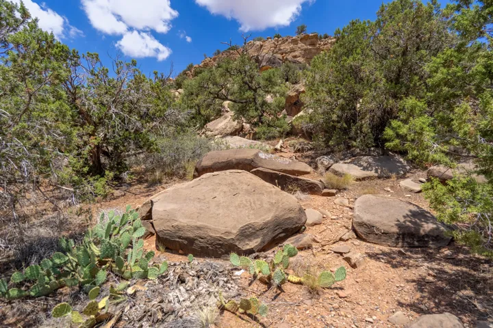 Rocky terrain with native desert flora and mature trees under a clear sky