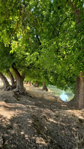 Mature tree canopy providing shade