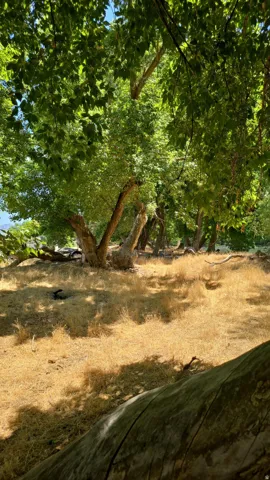 Mature trees providing natural canopy