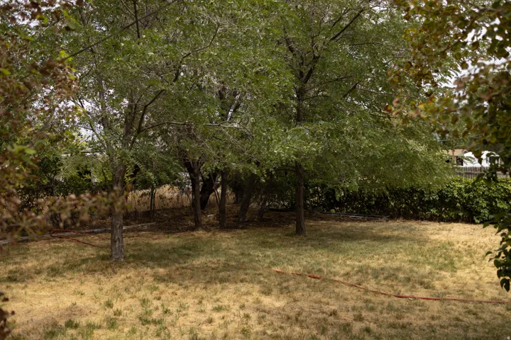 Mature trees providing natural shade