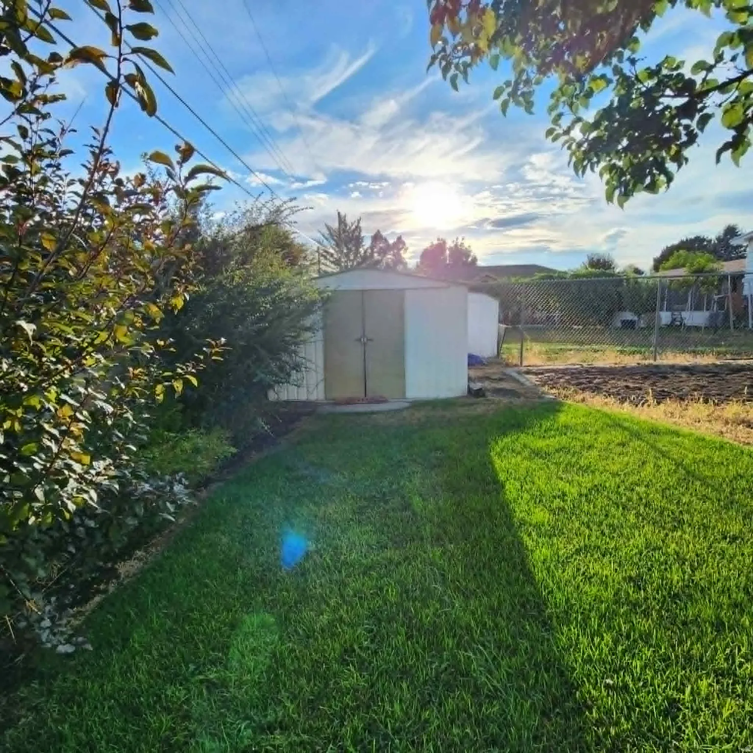 Lawn area with a storage shed, established shrubs, and chain-link fencing