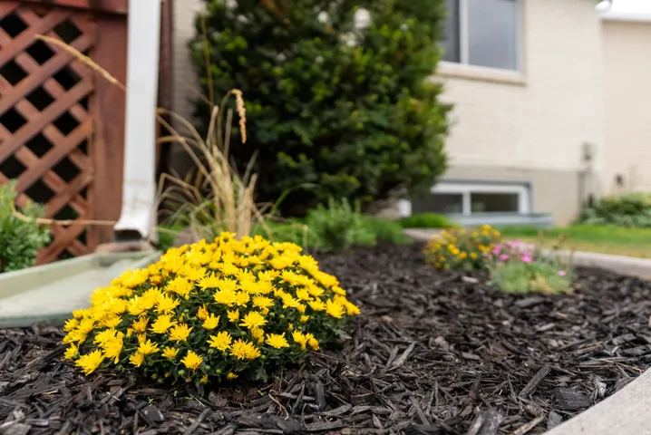 Landscaped garden bed featuring a flowering plant, dark ground cover, and a concrete border