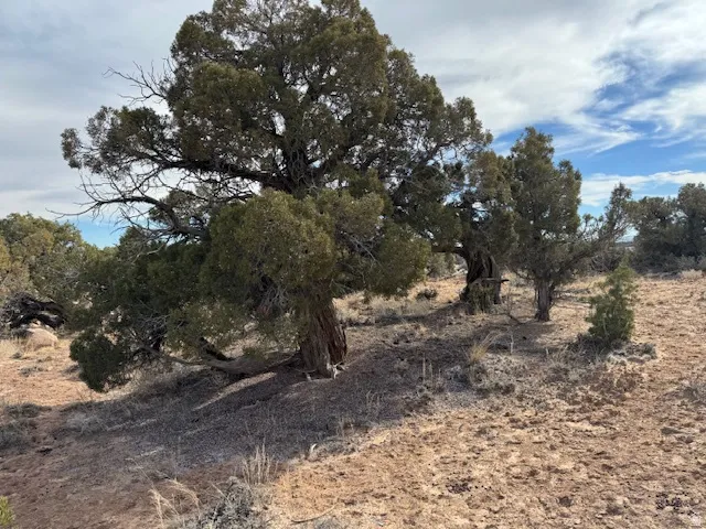 Multiple mature evergreen trees on a natural, arid landscape