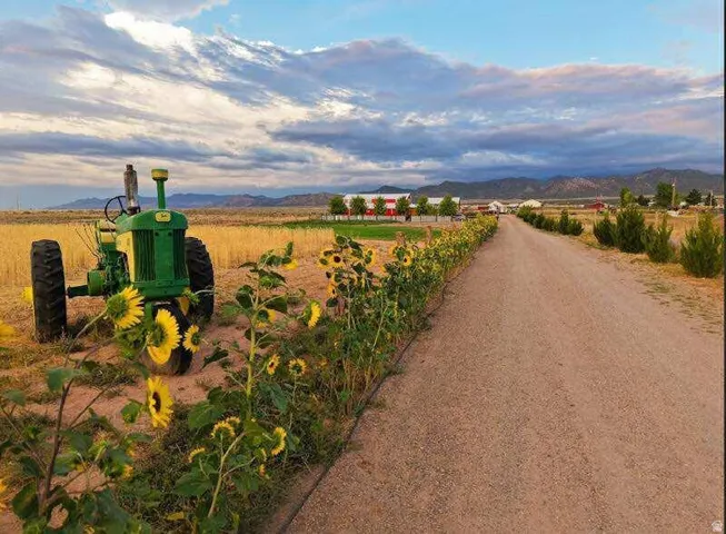 Gravel pathway bordered by sunflowers and evergreen shrubs, leading to red-roofed structures