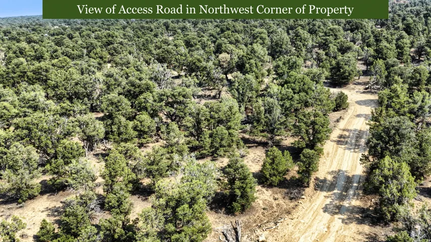 Expansive natural landscape featuring abundant mature trees and an unpaved access road